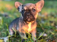 Sportliche Französische Bulldoggen mit Näschen und Ahnentafel - Tussenhausen