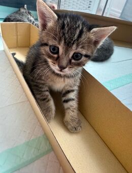 Zwei süße Katzenbabys suchen ab dem 27.08.2025 ein liebevolles Zuhause🐾 - Hanau (Brüder-Grimm-Stadt) Großauheim
