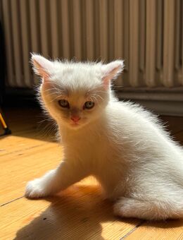 Zuckersüße Persischer Katzen zu haben - Berlin Neukölln