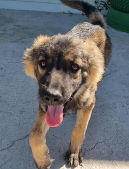 Taika von kettenlos - Bollingstedt