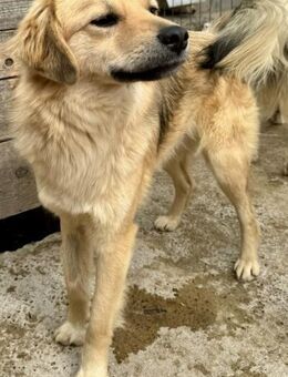 WOTAN - wunderschön und neugierig - Weilheim (Oberbayern)