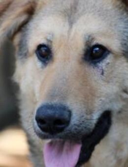 Sky - zutrauliche, kinderliebe Hündin - Lohra