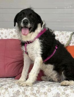 Kira - pure Liebe auf vier Pfoten - Gerlingen