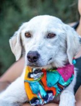 Sally, sanfte Seele, ca. 6 Jahre, ca. 43 - Vaterstetten