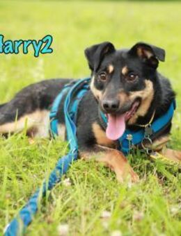 Harry2- ein Engel auf 4 Pfoten 12/21 - Ruppertsecken