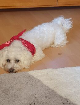 Malteser-Bichon Frise - Münsingen