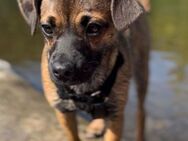 Cooper sucht ein neues Zuhause - Arnsberg