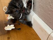 6 wunderschöne Maine Coon Mix Kitten - Freiburg (Breisgau)