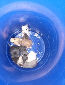Junge Hamster 5 Wochen alt in 01662
