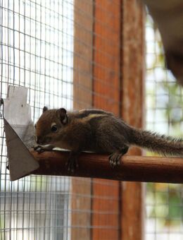 Junge Baumstreifenhörnchen., - Erkelenz