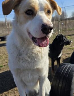 Falina - liebevolle entspannte Hundedame - Köln
