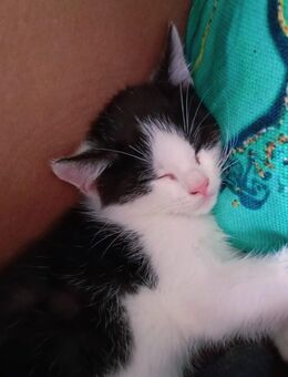 Süße BKH Kitten abzugeben ! - Duisburg