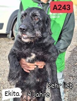 Ekita - sucht ihre Menschen - Willich