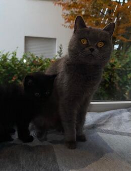 Liebes volles Zuhause gesucht!! BKH kitten - Esslingen (Neckar)