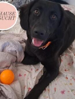 Rosie sucht ihr forever Home 🩵 - Saarbrücken