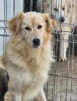 Schöne HONEY sucht ihr Zuhause - Neuberg