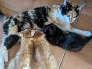 Wir drei Katzenkinder suchen unsere Herzensmenschen - Füssen