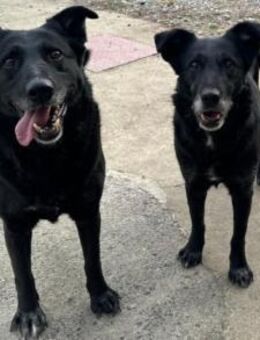 Megi 💗 herzliche, sanfte Hunde-Seniorin - Hamburg