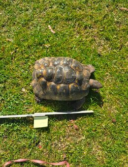 Maurische Landschildkröte Weibchen 2006 - Ringe