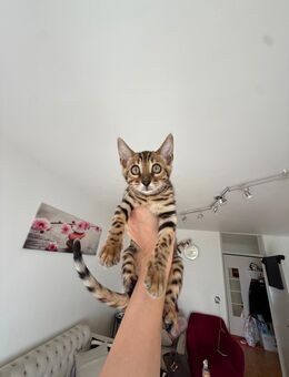 Bengalkitten - Basel