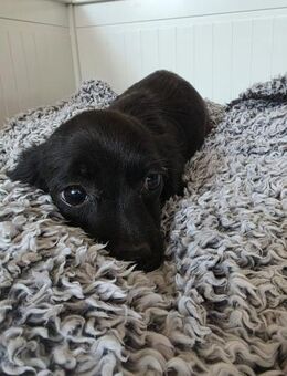 🌸🐾Lena SUCHT EIN ZUHAUSE 🌸🐾 - Stuttgart