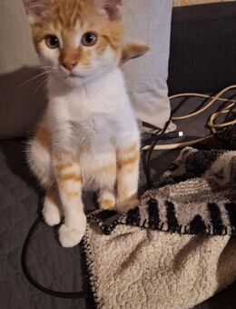 Maine Coon x BKH - Bad Laer