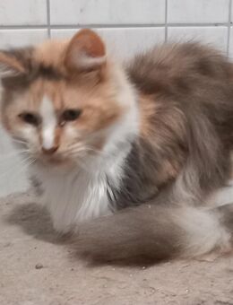 Maine coon Mädels - Pinneberg