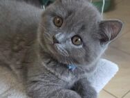 Noch 2 Reinrassige BKH Kitten Frei. - Wurzen Kühren