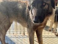 Kati - sanfte Riesin sucht ihr Glück - Löwenberger Land