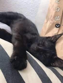 Kitte mit viel Zubehör - Duisburg