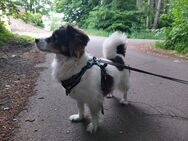 Hund abzugeben - Herford (Hansestadt)