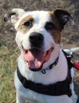 Marquez sucht eine aktive Familie - Laatzen