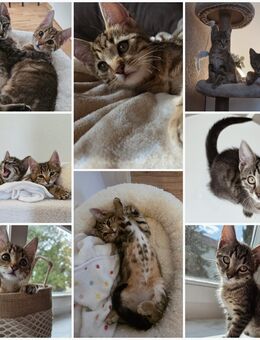 2 EKH Katzen weiblich 15 Wochen alt - Langelsheim