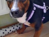 Cora Jack Russel - Mix 2-3 Jahre 38 cm - Beltheim