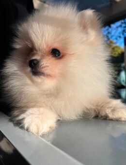 Zwergspitz Pomeranian - Tarp