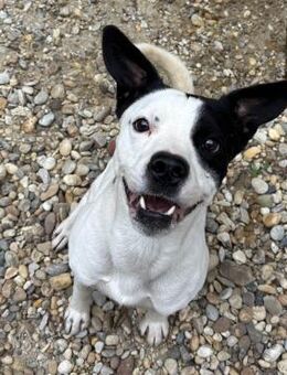 RAY WURDE AUSGESETZT - Nörten-Hardenberg