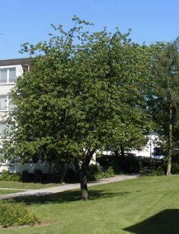 Helle 3-Zimmer-Wohnung in Oerlinghausen - Oerlinghausen