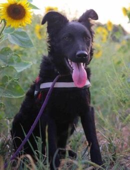 Kroat.Schäfi-Mix ODDIE mit Charme+Power - Hamburg