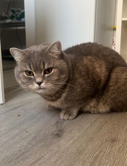 BKH Hausbär „Capuccino“ als Deckkater - Darmstadt