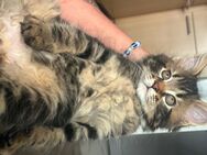 Zauberhafte Main Coon Kitten zu verkaufen - Bad Rothenfelde
