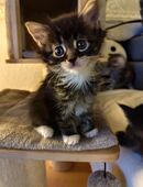 Maine Coon Kitten in 13407