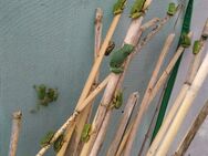 Europäischer Laubfrosch hyla arborea - Winnenden