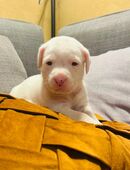 Mischlings-Welpen in 06369