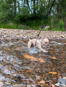 Französische Bulldogge sucht Familie mit Liebe - Werlte