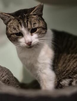 Epos- besonderer Liebesuchender - Hochheim (Main)