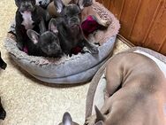 Unsere kleinen Französischen Bulldoggen suchen ein liebevolles Zuhause! 🐾 - Berlin Mitte