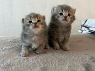 BKH Kitten Mädchen&Junge noch FREI!! - Göttingen