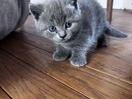 Kleine BKH Misch Kätzchen / Kitten suchen ein neues Zuhause - Hamburg Wandsbek