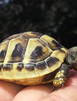 Griechische Landschildkröten - Rastenberg