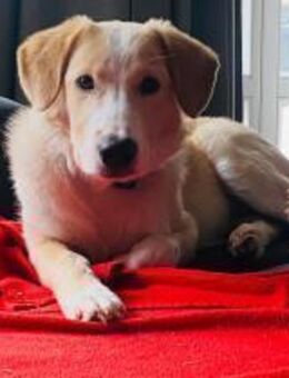 Baby Luke sucht seine Menschen - Fronreute